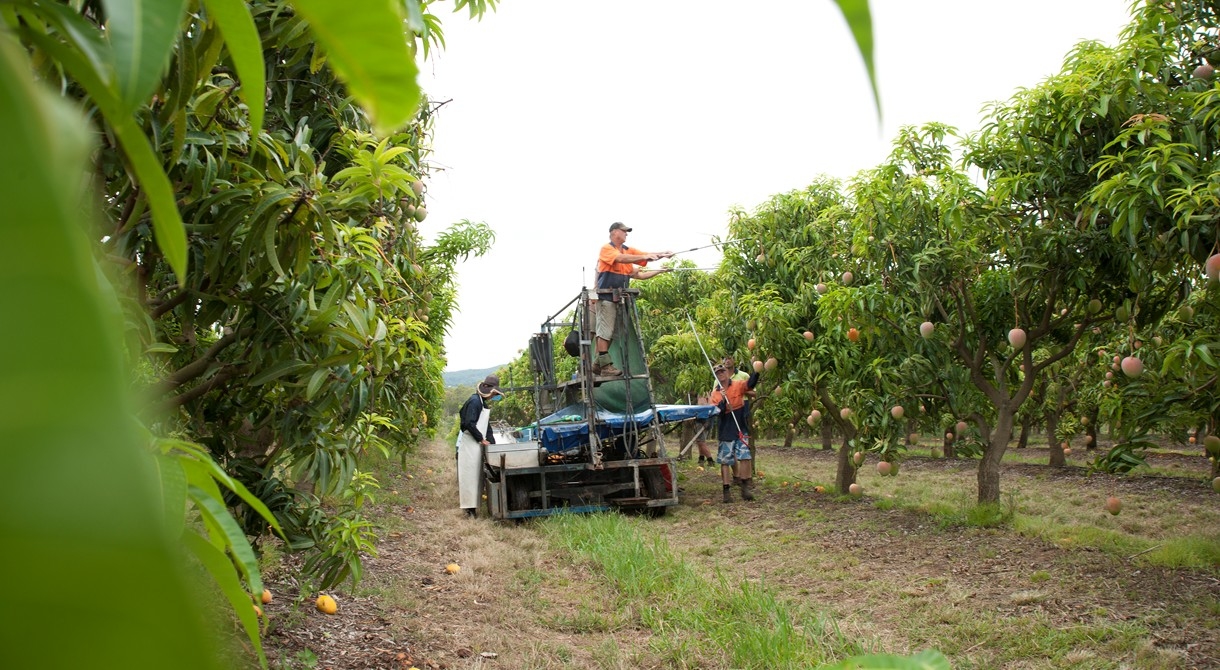 The Honey Gold mango harvest gets underway