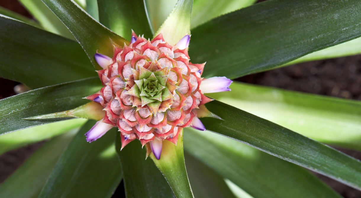 A pineapple flower growing at Pinata Farms, Mareeba