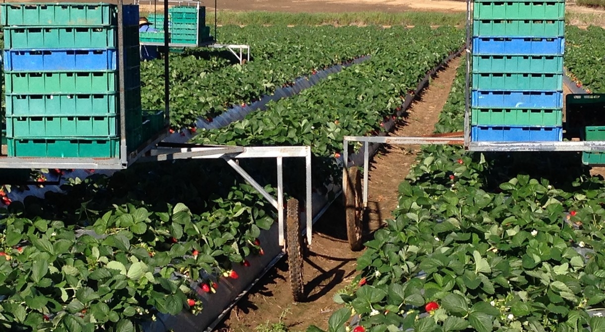 Strawberry harvesting underway at Pinata Farms, Wamuran