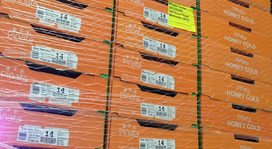 Boxes of Honey Gold mangoes waiting to be despatched