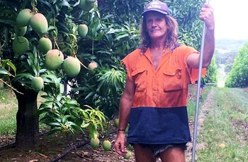 Pinata Farms mango picker Paul_Matthews