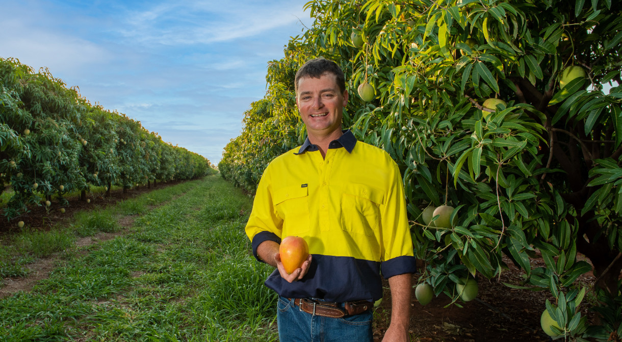 Katherine grower Nick Ormsby with a mango in the mango orchard