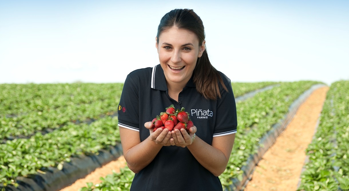 Key account manager Rebecca Scurr with a handful of strawberries at Pinata Farms, Wamuran