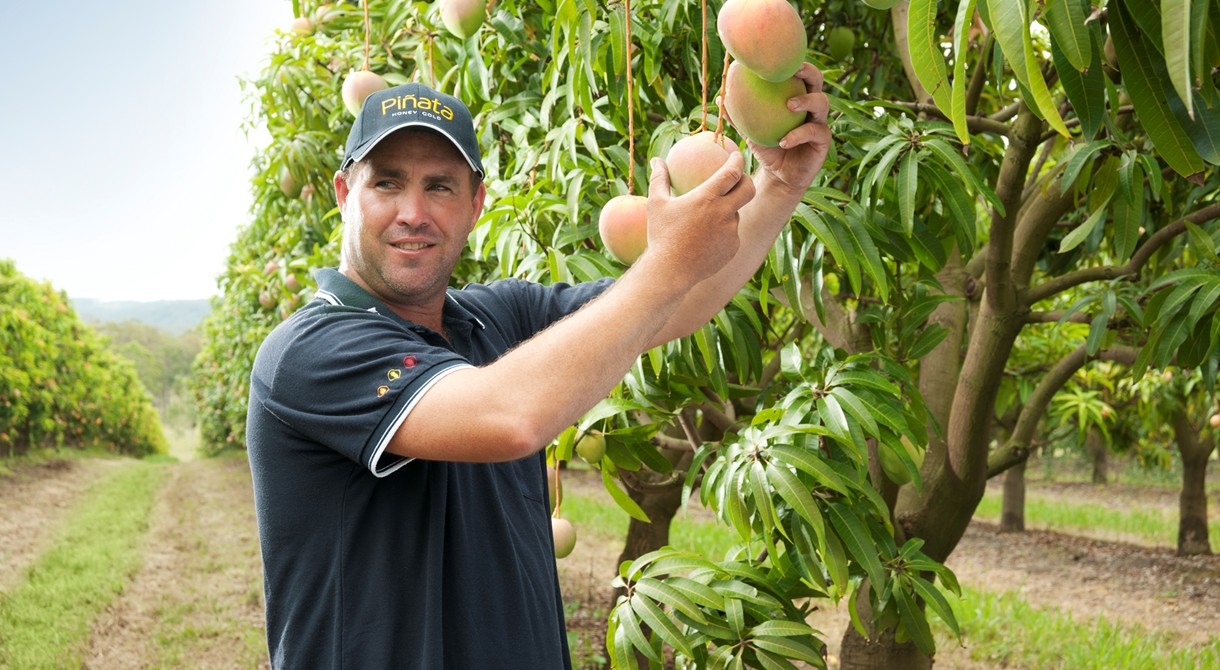 Mango production manager Lindsay Hewitt picks Honey Gold mangoes at Wamuran