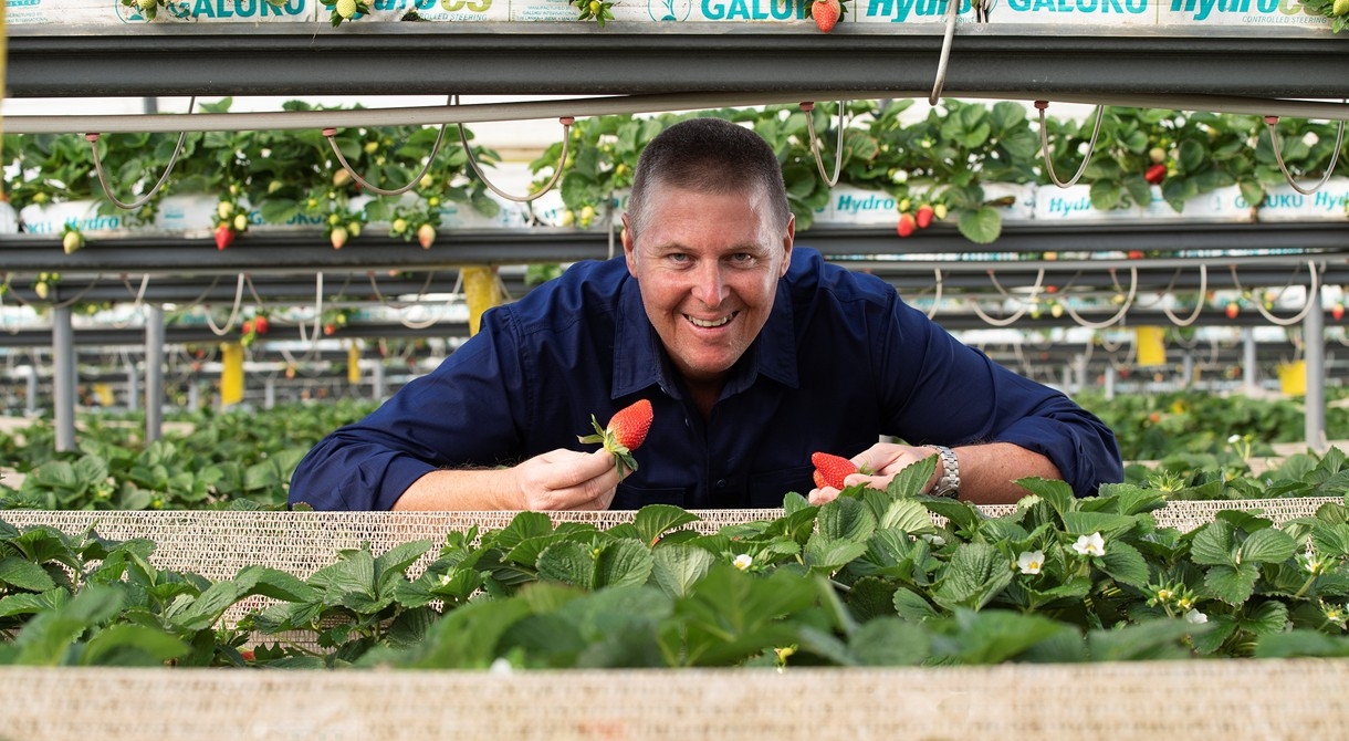 Gavin Scurr with BerryWorld strawberries at Wamuran