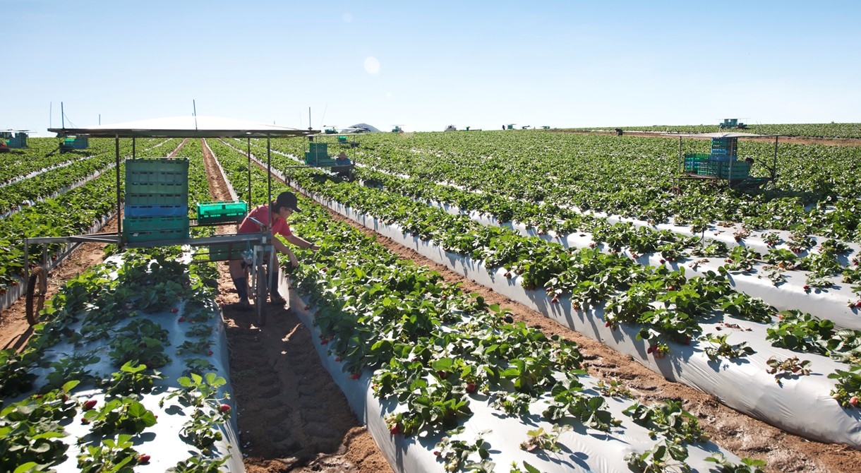 The winter strawberry harvest underway at Pinata Farms, Wamuran