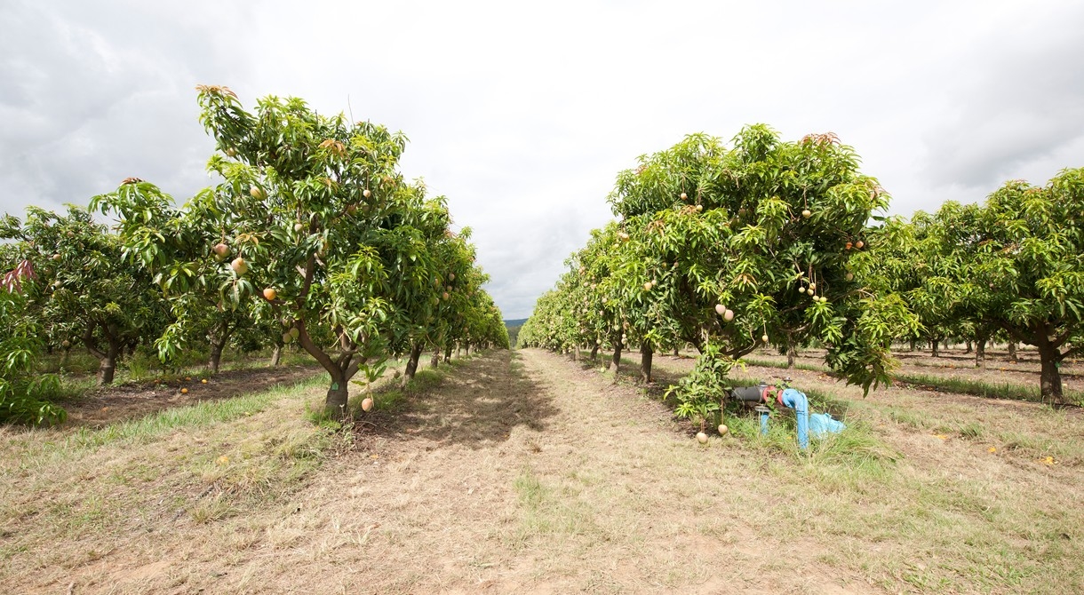 Honey Gold mango trees growing at Pinata Farms, Northern Territory