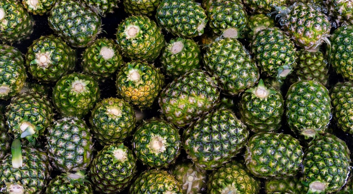 Packing pineapples at Mareeba, Far North Queensland