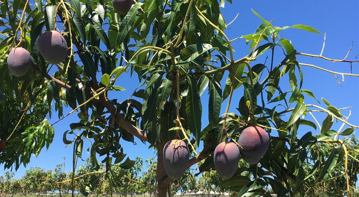 Princess mangoes under trial at Pinata Farms, Wamuran