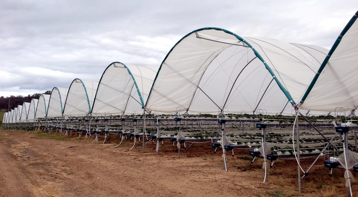 A polytunnel at Pinata Farms, Wamuran