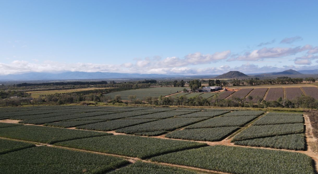 Pinata Farms Mareeba pineapple farm, Far North Queensland