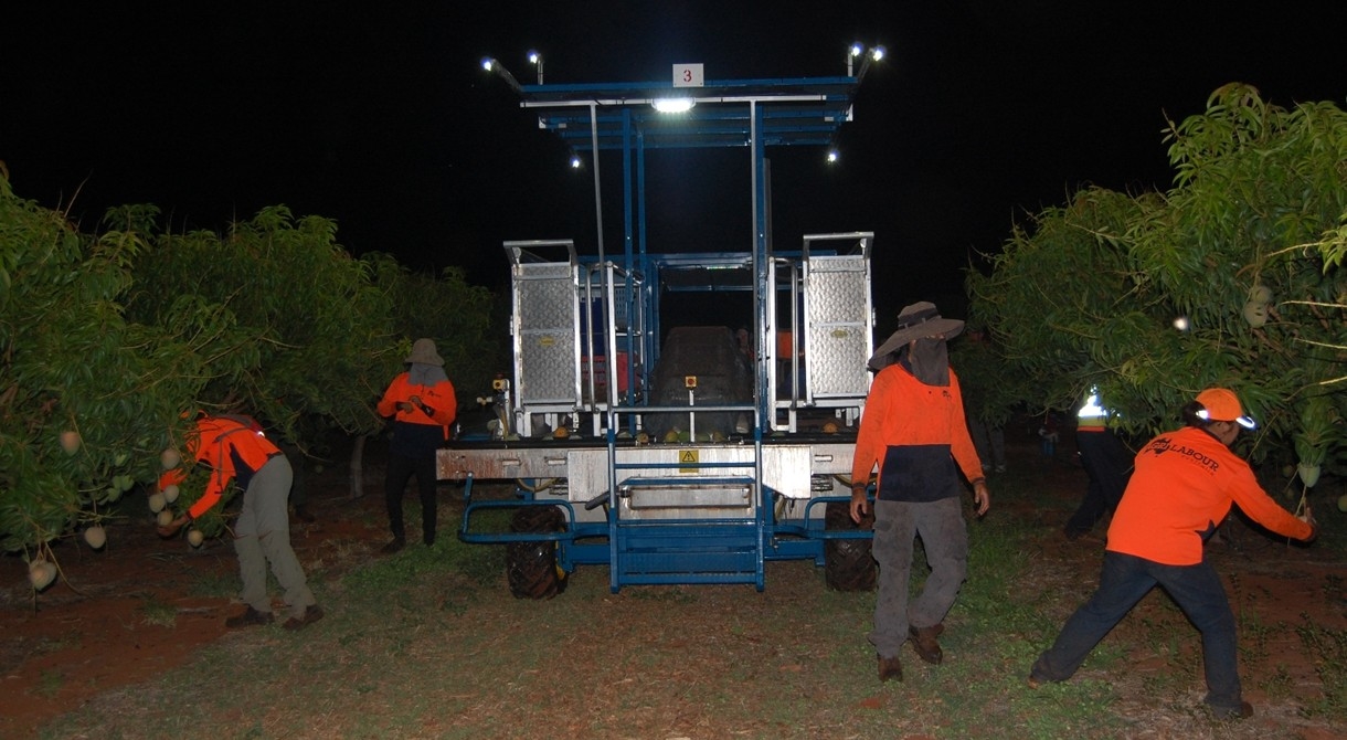 Honey Gold mangoes are picked at night at Pinata Farms, Katherine