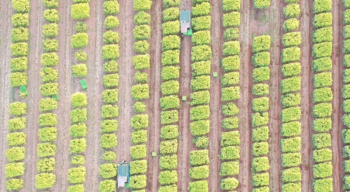 Harvesting Honey Gold mangoes in the Northern Territory