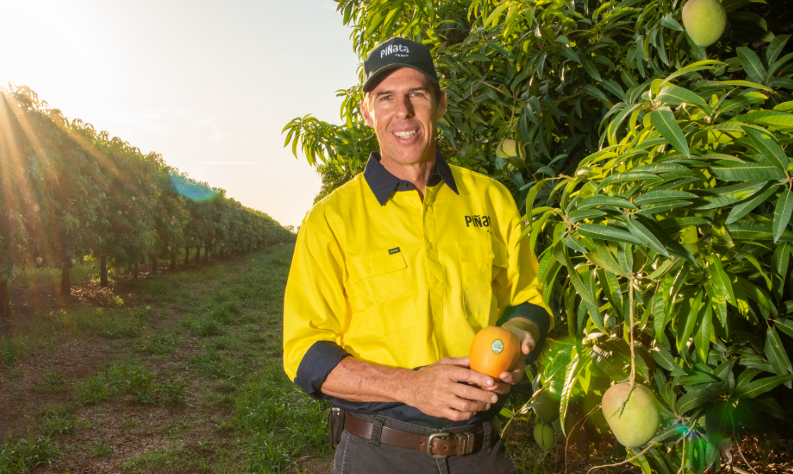 Man standing in a row of Honey Gold mango trees in the Northern Territory