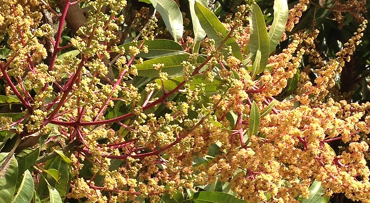 Masses of Honey Gold mango flowers at Pinata Farms