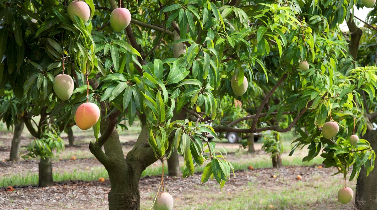 Honey Gold mangoes growing at Pinata Farms