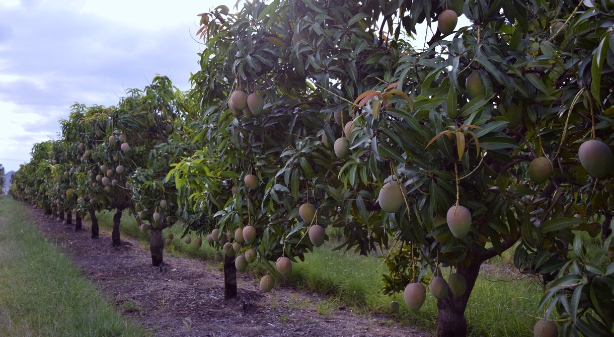 Honey Gold mango trees growing at Pinata Farms, Wamuran