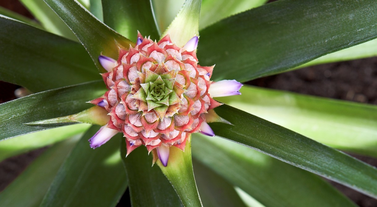 A pineapple flower at Pinata Farms