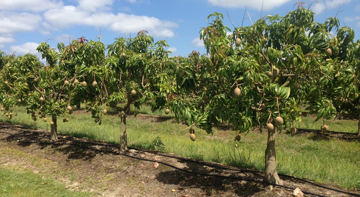 Honey Gold mangoes growing at Humpty Doo, near Darwin