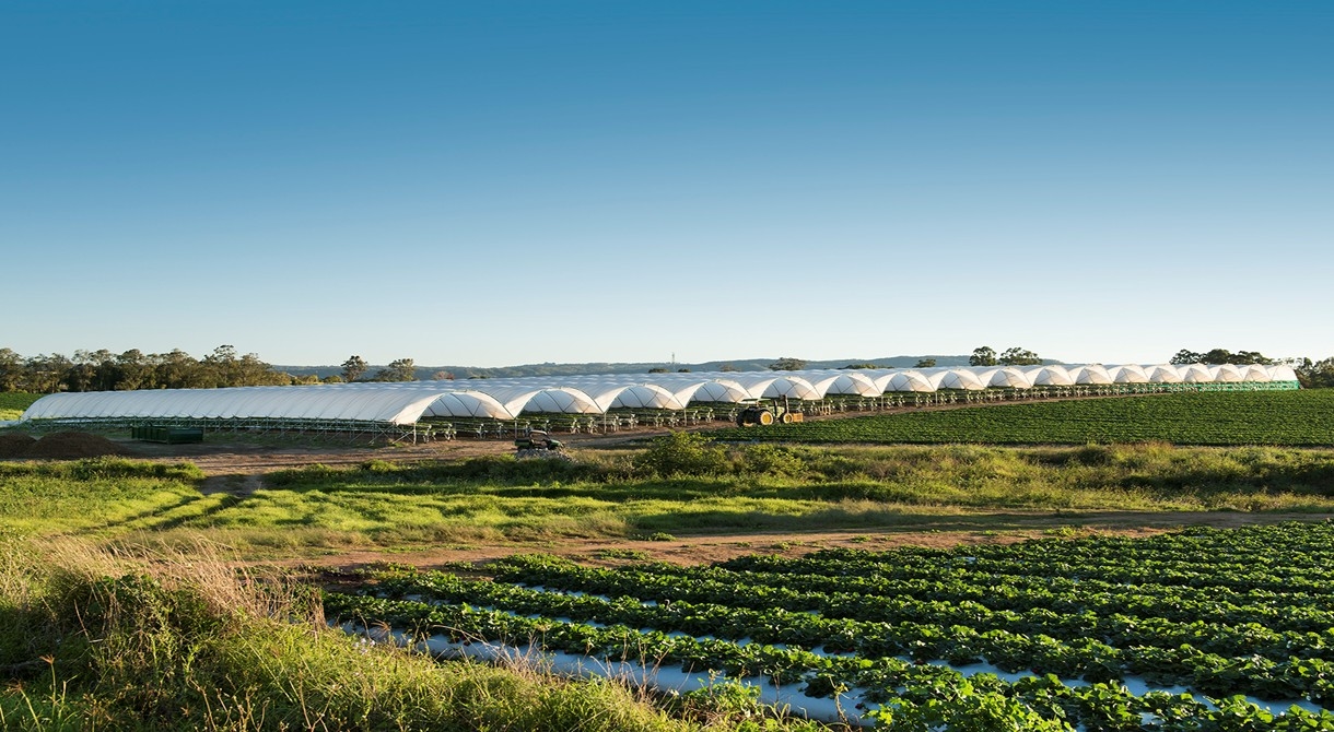 BerryWorld variety strawberries growing inside polytunnels at Pinata Farms, Wamuran