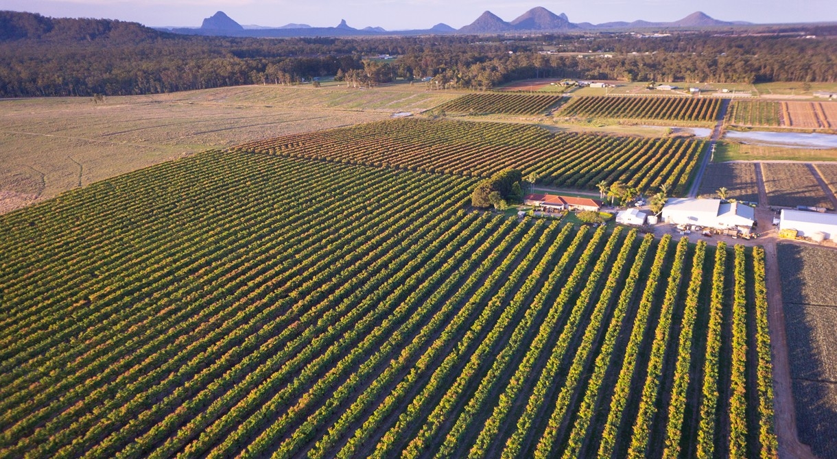 an aerial view of the Honey Gold mango orchard at Pinata Farms, Wamuran