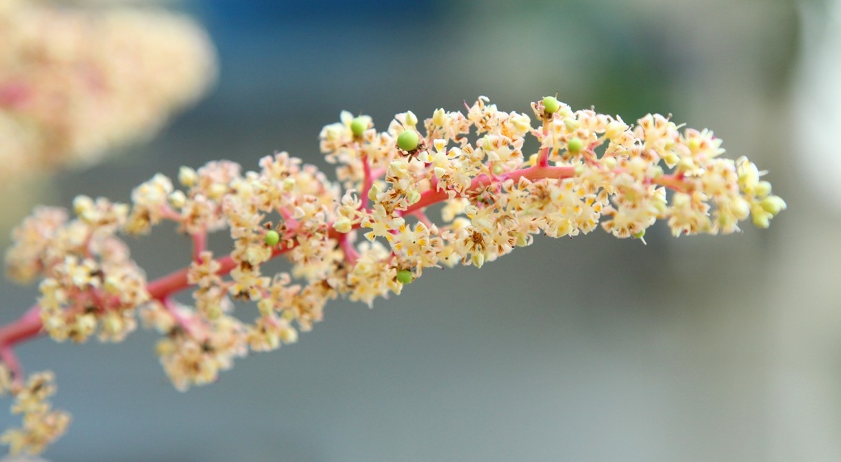 Honey Gold mango flower