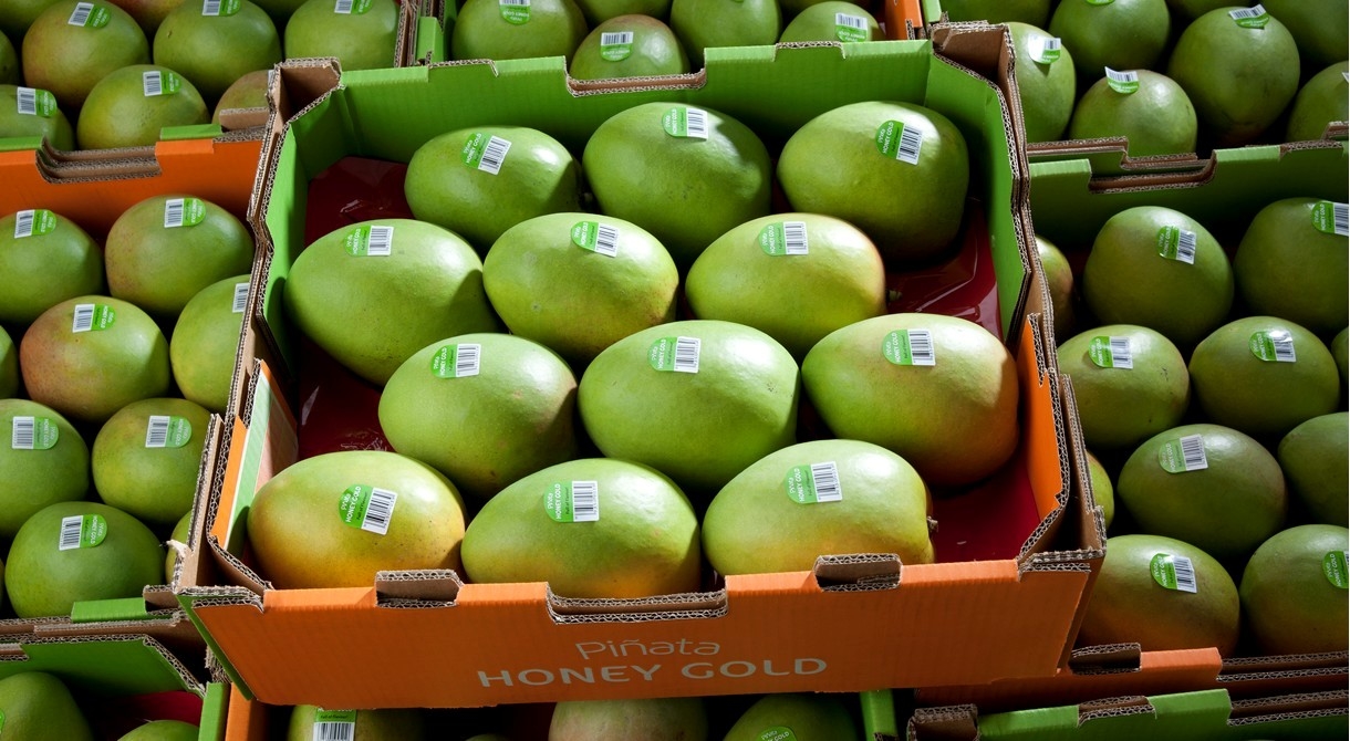 Fresh Honey Gold mangoes ready to be exported