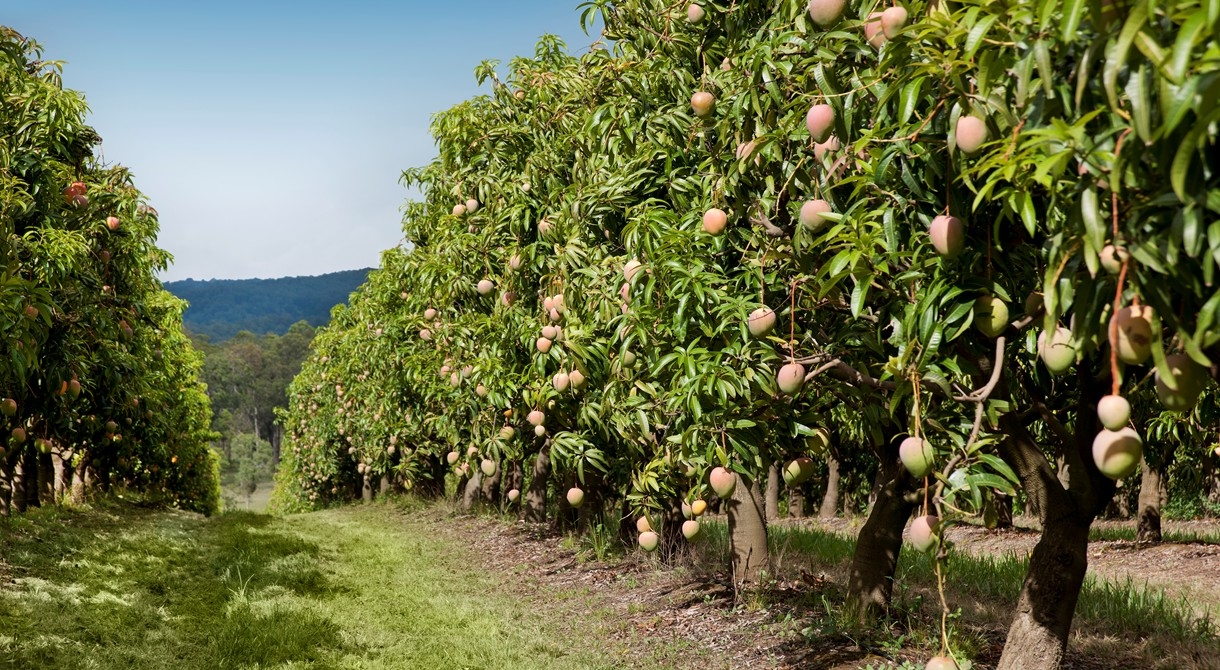 Honey Gold mango orchard at Pinata Farms, Wamuran