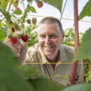 Managing director Gavin Scurr in the specialty raspberry crop at Wamuran, Queensland