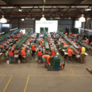 Strawberry packers prepare fresh strawberries for market at the packing shed, Wamuran