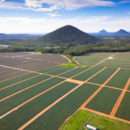 An aerial view of pineapples growing at Pinata Farms, Wamuran