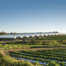 Polytunnels of strawberries at Pinata Farms, Wamuran