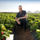 Managing director Gavin Scurr in a strawberry field, Wamuran