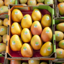 Trays of Honey Gold mangoes ready to go to market at Pinata Farms, Wamuran