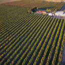 An aerial view of the Honey Gold mango orchard at Pinata Farms, Wamuran