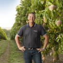 Managing director Gavin Scurr in a Honey Gold mango orchard at Pinata Farms.