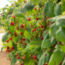 BerryWorld-branded raspberries growing at Pinata Farms, Wamuran, Queensland