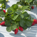 Fresh strawberries ready for harvest at Pinata Farms, Wamuran