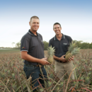 Managing director Gavin Scurr and general manager tropicals Stephen Scurr in a pineapple field, Wamuran