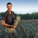 General manager tropicals Stephen Scurr in a pineapple field, Wamuran