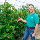 General manager berries, Liam Riedy in the raspberry tunnels, Wamuran