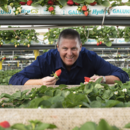 Managing director Gavin Scurr with specialty BerryWorld strawberries at Wamuran, Queensland