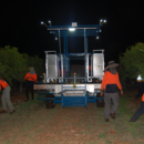 Picking Honey Gold mangoes at night, Katherine, Northern Territory