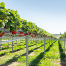 Pinata Farms strawberries growing on benches at Wamuran, Queensland