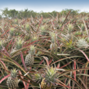 Fields of ripe pineapples ready for picking at Pinata Farms, Wamuran