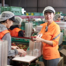 A strawberry packer prepares fresh strawberries for market in the packing shed, Wamuran