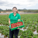 Sales and marketing manager Rebecca Scurr in the strawberry field, Wamuran