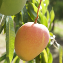 A ripe Honey Gold mango ready for picking at Pinata Farms, Wamuran