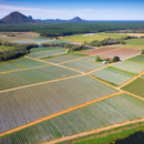 An aerial view of strawberries growing at Pinata Farms, Wamuran