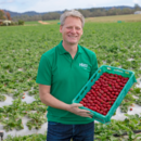 Chief financial officer, Chris Jones in the strawberry field, Wamuran